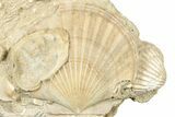 Fossil Marine Bivalve Mollusc Cluster - Gironde, France #302976-1